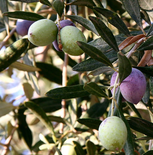Green and dark-purple olives ripening on a branch among slim silvery leaves, 2015