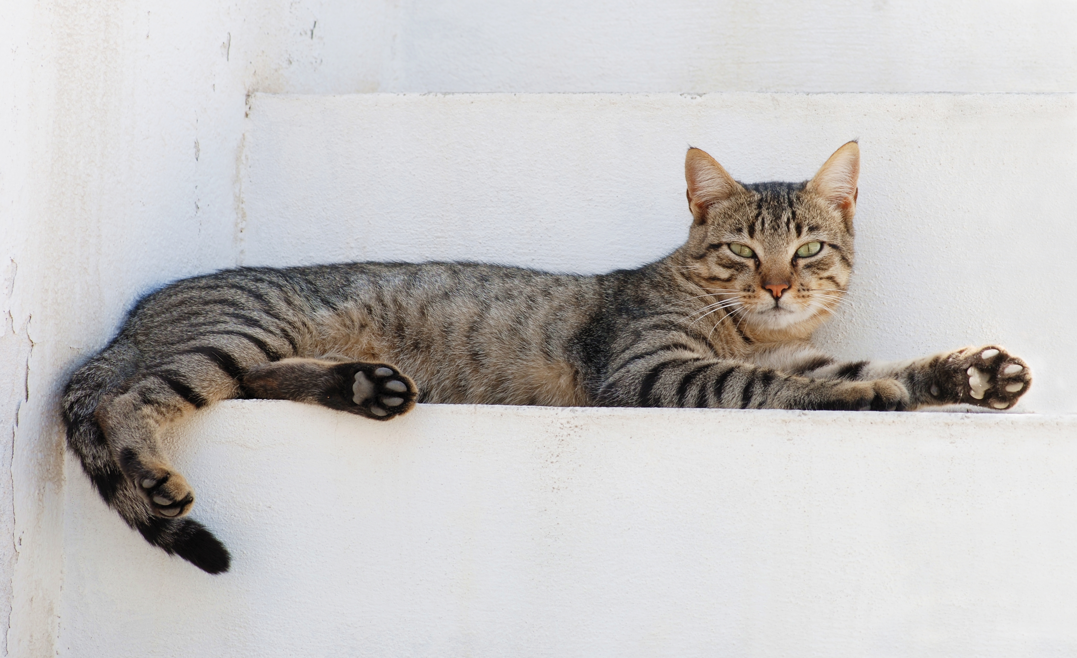 CIA animal surveillance experiments