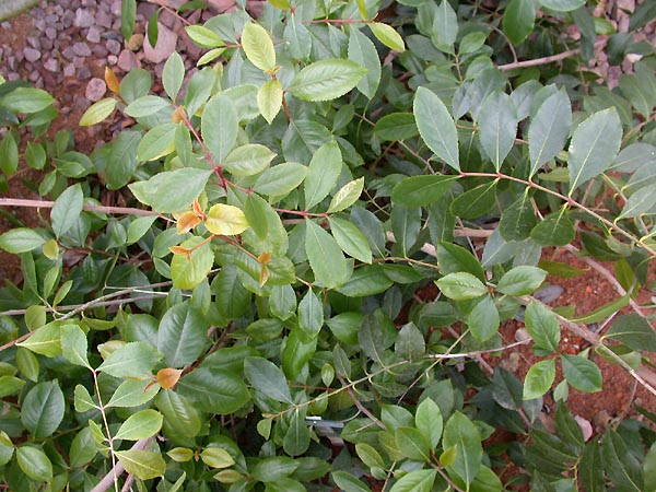A khat plant growing over red Yemeni earth, glossy green leaves with new red shoots at the tips, 2010
