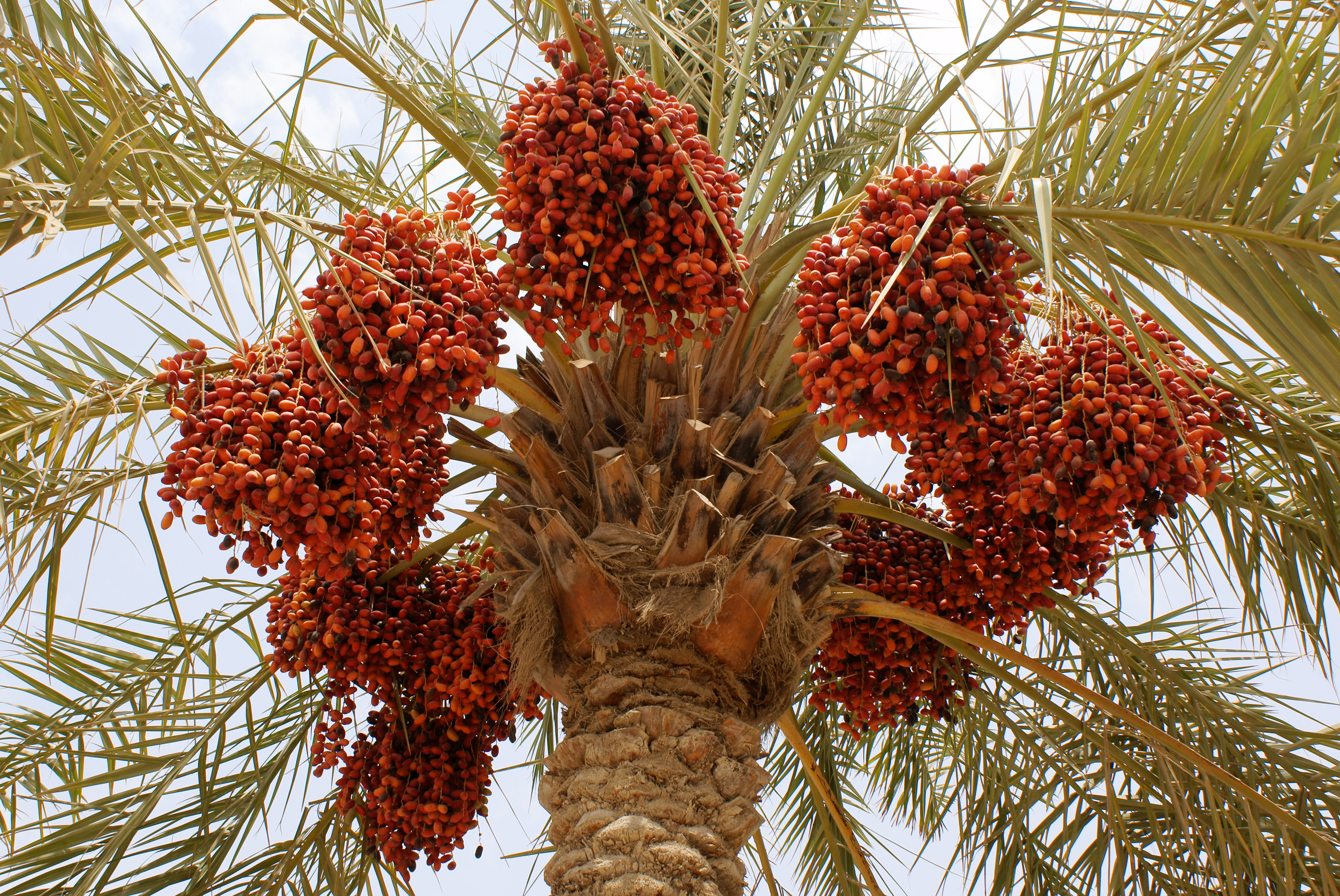 A cluster of red-orange dates ripening in bunches around the crown of a date palm, 2010