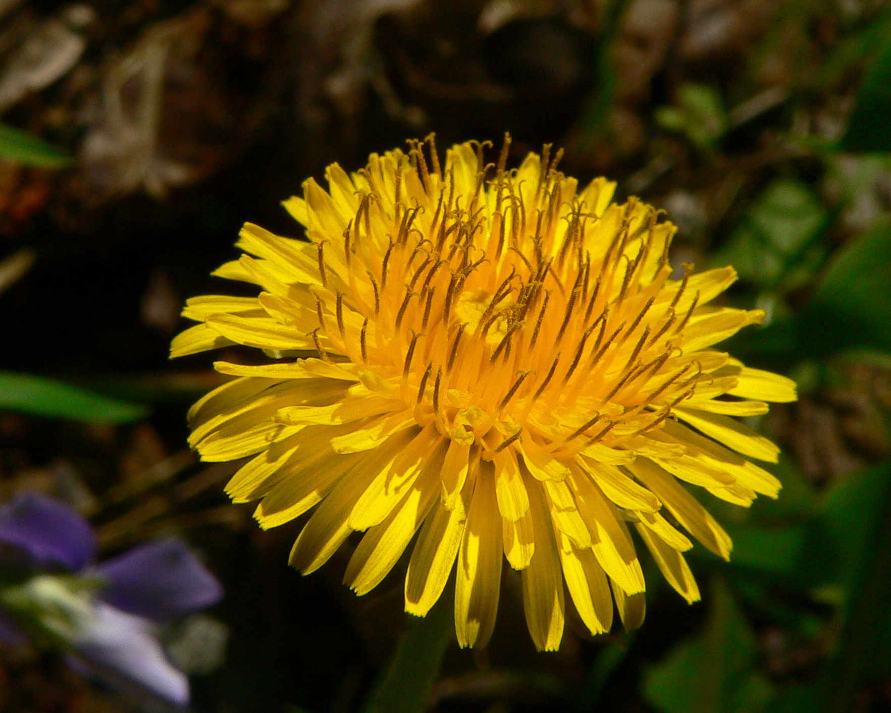 A single yellow dandelion in bloom, its narrow ray florets fanning out over blurred green leaves, 2015