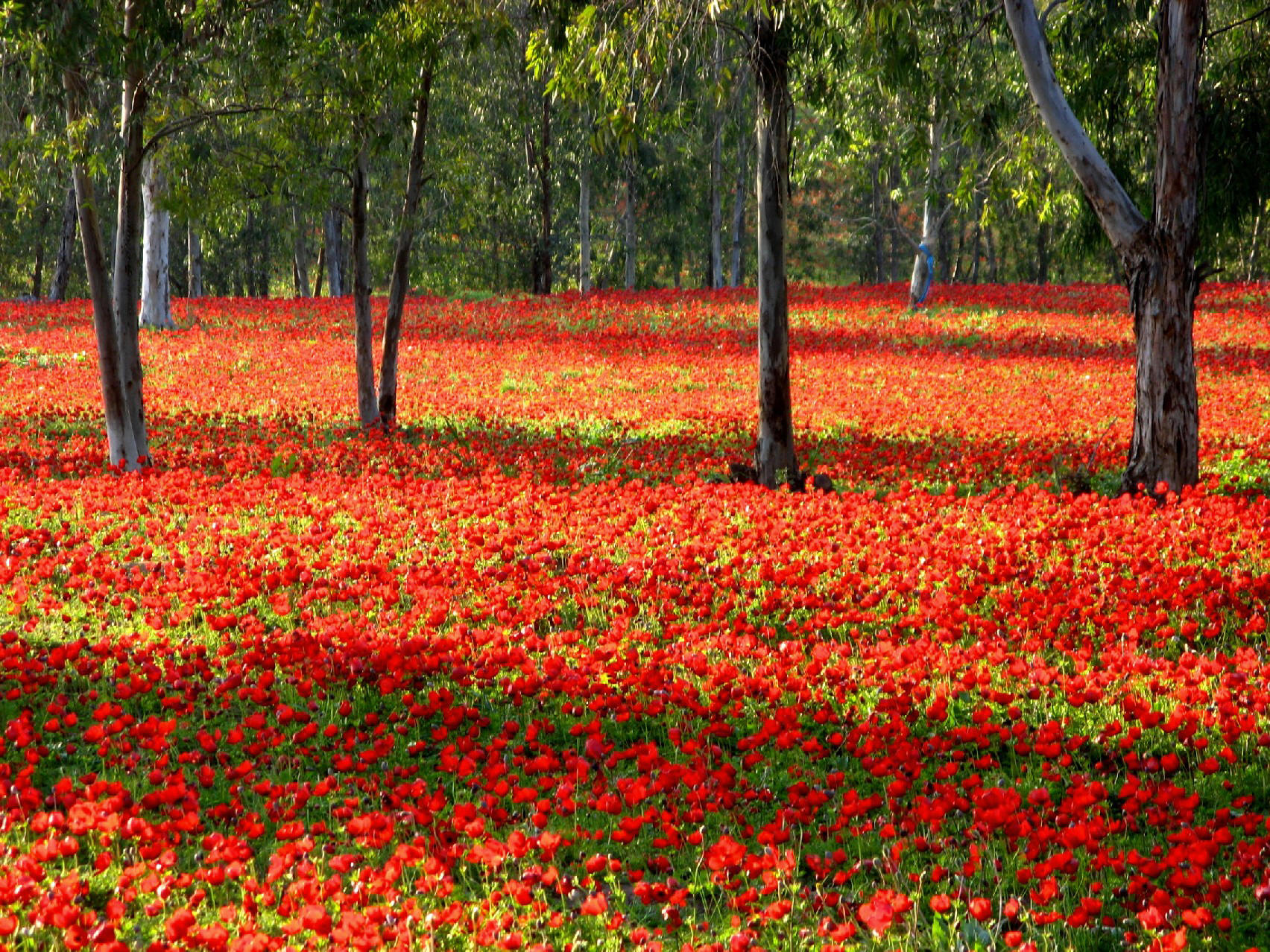 A carpet of red anemones blooming across a eucalyptus grove in the western Negev, 2015