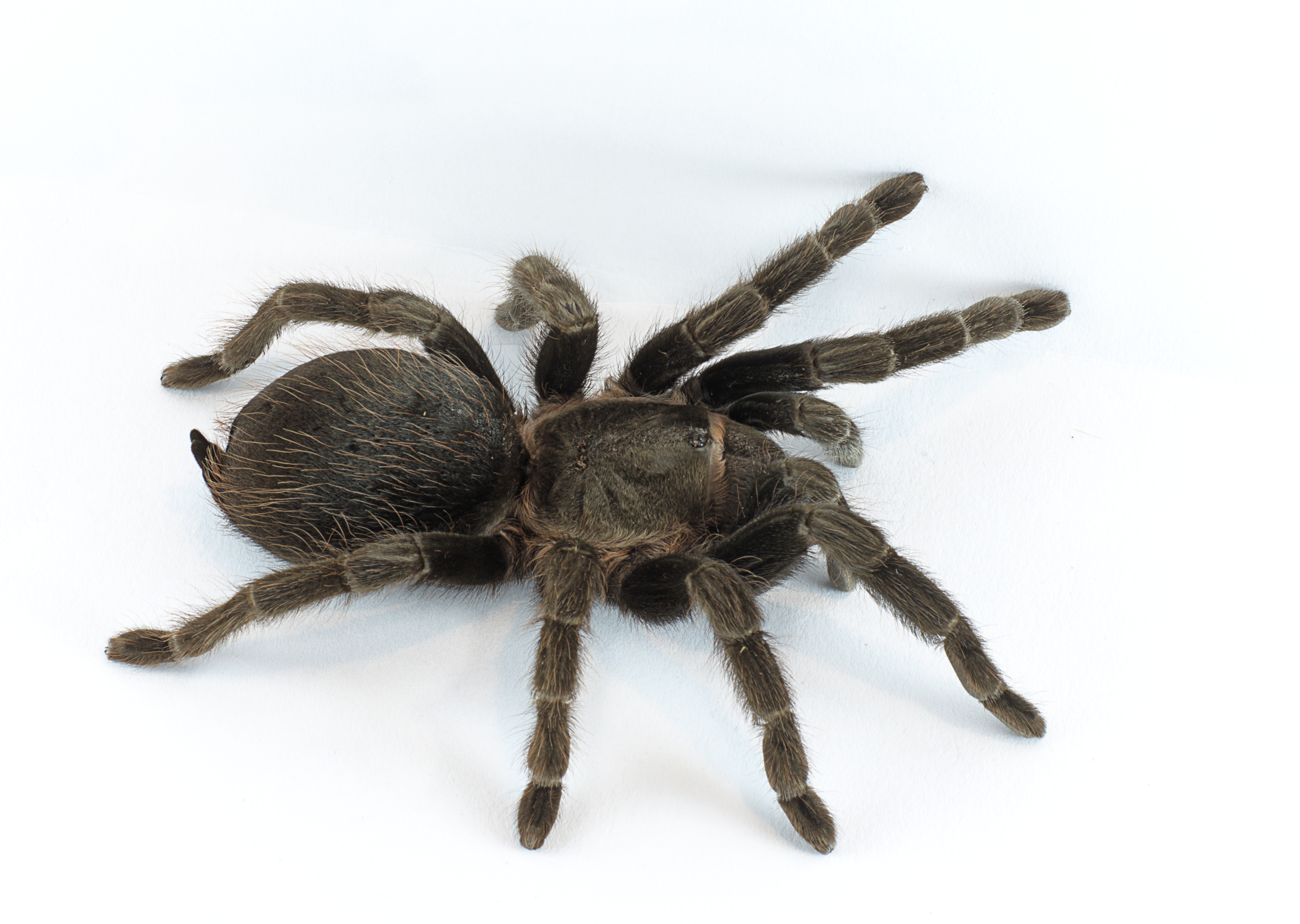 A brown hairy tarantula splayed across a plain white surface, legs bristling and eyes catching the studio light, 2015